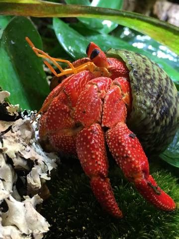 strawberry hermit crab for sale